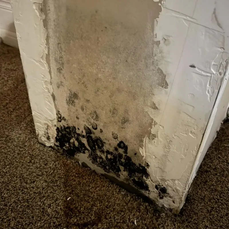 Professional Mold Removal in Barrackville, WV